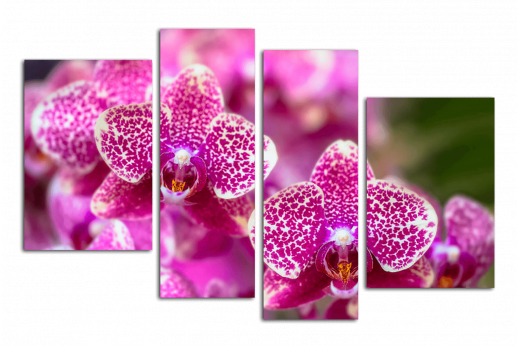 Модульная картина  Лиловая Орхидея